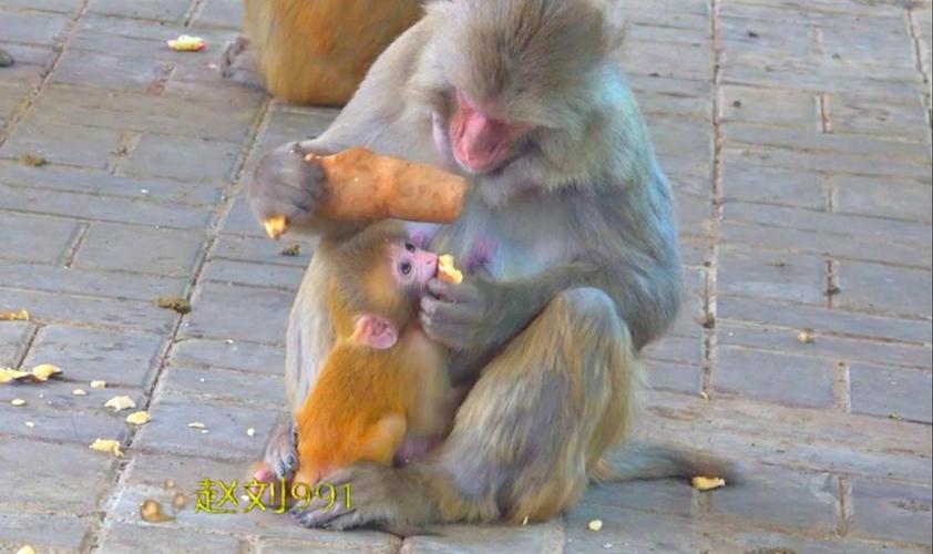 澳门研究生资料2025和车钥匙逗猴被猴抢走与猴子车钥匙