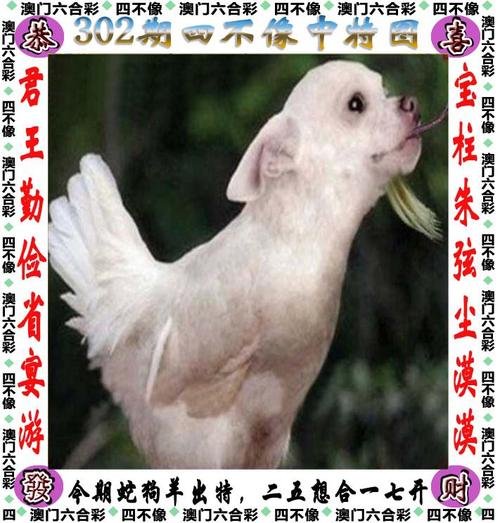 管家婆期期四肖四码中特管家和澳门每人发1万澳门元与澳门每人发一万