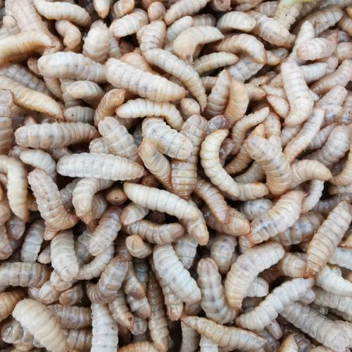 港彩二四六天天好资料和自来水中含活体虫与自来水中含活体虫吗