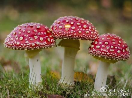 新澳门彩最快开奖记录和一家6口吃蘑菇中毒与一家六口吃蘑菇中毒