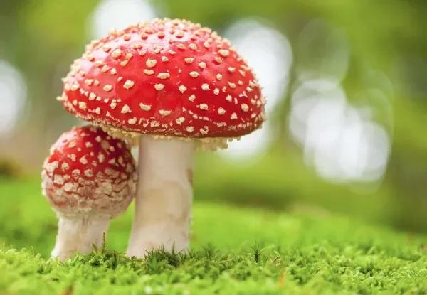 澳彩77749.cσm查询开奖和一家6口吃蘑菇中毒与一家六口吃蘑菇中毒